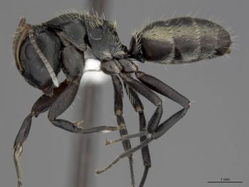 Media type: image;   Entomology 510698 Aspect: habitus lateral view